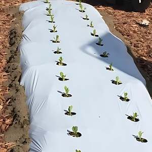 Film de paillage en PE pré-perforé pour légumes, oignons, ail, traité anti-UV, contrôle des mauvaises herbes, matériau LDPE, coupé et tissé - Product Image 3