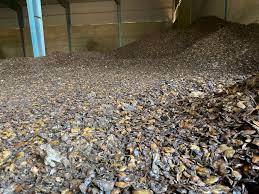 Anacardo de VIETNAM, venta al por mayor, cáscara de tuerca de anacardo para extraer AKINA - Product Image 6