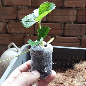 Máquina de fabricación de bloques de turba de Coco, respetuosa con el medio ambiente, el precio más barato, de Eco2go Vietnam - Product Image 4