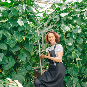 Modern Single Span Plastic Greenhouse for Cucumber Growing in Europe Commercial Farming - Product Image 3