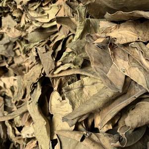 ใบส้มโอแห้งสำหรับชาสมุนไพร ดีท็อกซ์ และการผ่อนคลาย จำหน่ายจำนวนมากจากเวียดนาม - Product Image 5