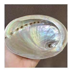 Vente directe d'usine Coquille d'ormeau bleue et blanche Coquille de paua brute Aspect esthétique pour la décoration de la maison Artisanat naturel - Product Image 5