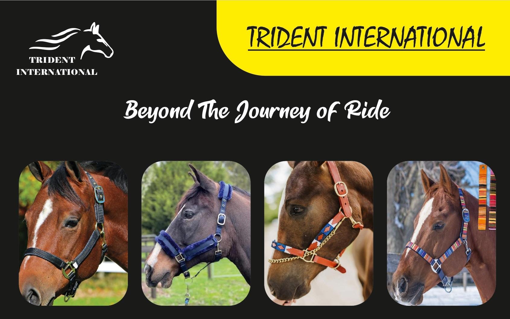 Pergunta sobre ajuste de sela : r/Horses, image size:1691x1057