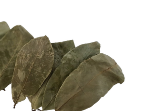 ของขวัญพิเศษใบทุเรียนเทศธรรมชาติ // แห้ง graviola ใบธรรมชาติ2024-Ms. + 84903708802 - Product Image 5