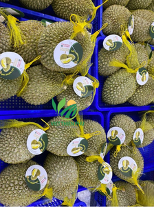VIET THIEN PHU VIET NAM's Frozen Durian Fruta entera Sabor dulce Saludable April Durian Embalaje a granel IQF Precio competitivo - Product Image 6