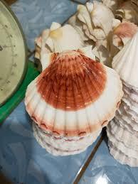 TERMINALIA CÁSCARAS INFUNDIDAS DE HOJAS VEGAN FRIENDLY - Product Image 2