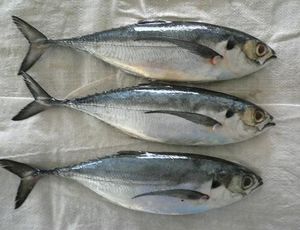 ปลาแมคเคอเรลสดแช่แข็งจากนอร์เวย์ - Product Image 4