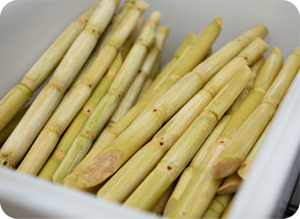 (HOT SALE 2025) Premium Frozen Sugarcane <b>Sticks</b> | Natural Sweet | IQF Process | VDELTA Vietnam - Product Image 3