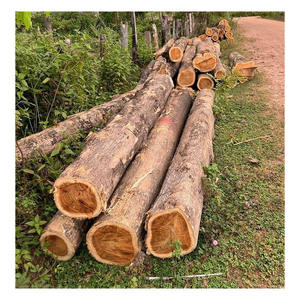 Grumes de teck africain fournies en grande quantité pour revêtements de sol armoires et boiseries décoratives - Product Image 1