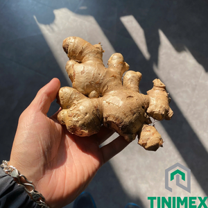 Gingembre frais supérieur/Saenggang/Jengibre pour la fiabilité d'utilisation alimentaire garantie Contact + 84362512699 - Product Image 2