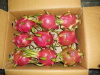 Vietnam Vers Tropisch Fruit-Rood En Geel Drakenfruit Goed Smaken Van Goede Kwaliteit (Neem Contact Op Met Lona Nguyen Op Ws: 84971629648)