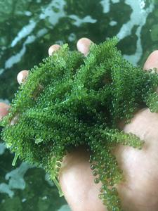 Fresh Taste Dehydrated Seagrapes Green Caviar Umibudo <b>Seaweed</b> for Salad and Sushi Ingredient - Product Image 6