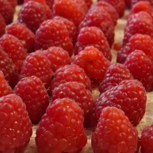 Frambuesas Rojas Premium Frescas de Clase I, Calidad de Exportación, Sin Semillas, Dulces, con Alto Contenido de Brix 10+, Venta al Por Mayor, Solo Transporte Aéreo - Product Image 2