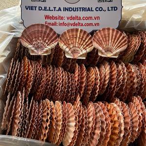 Conchas de Vieira Secas para Manualidades y Decoración del Hogar/Katty - Product Image 4