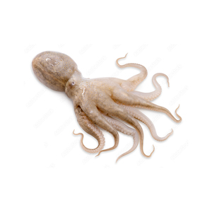 ปลาหมึกสด แปรรูปน้อยเพื่อรสชาติและความสดใหม่สูงสุด - Product Image 2