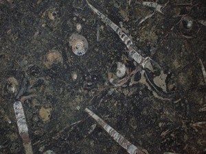 Cao cấp pakistani hóa thạch màu nâu đá cẩm thạch tấm trong tùy chỉnh kích cỡ, pakistani hóa thạch màu nâu đá cẩm thạch tấm, 100% tự nhiên hóa thạch đá cẩm thạch - Product Image 6