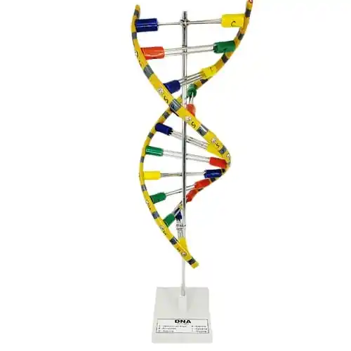 D.N.A. MODEL the molecular geometry and topology of deoxyribonucleic acid (DNA) molecules using one of several means.