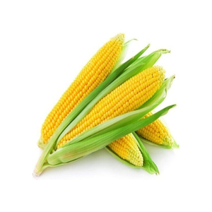 Maïs jaune maïs-Vente en gros de maïs jaune doux français pour l'alimentation animale | Grains de maïs séchés en gros - Product Image 4