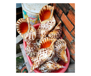 Triton Shell a granel de Vietnam, gran Triton Shell pulido para manualidades, amonita trompeta Seashell limpio y listo para enviar - Product Image 1