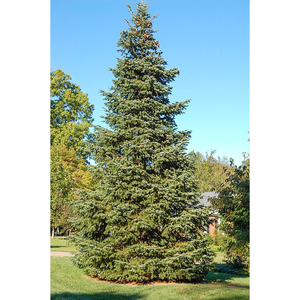 Árbol de Abeto Fraser de 9 pies, Grado Premium, Ramas Llenas y Verdorosas, Ideal para Grandes Exhibiciones Navideñas - Product Image 6