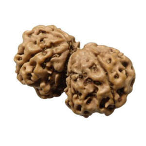NOVAMART Fine 100% Original & Certified Nepal 8 Mukhi Gauri Shankar Rudraksha <b>Shell</b> Bone Coral Beads Wholesale Export - Product Image 1