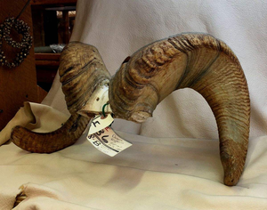 Source fiable, cornes de mouton naturelles, écologiques, faites à la main, modernes, brutes, polies, artisanat religieux, approvisionnement en vrac en cornes d'animaux - Product Image 5