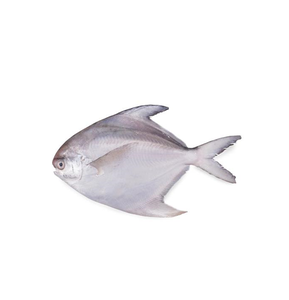 Pescado Entero Congelado, Pargo Blanco Plateado, Mariscos Congelados a Granel - Product Image 4