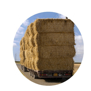 A+ Grade Quality Yellow Wheat Straw hay Mushroom for Animal <b>Feed</b> From Pakistan Worldwide Organic <b>Feed</b> - Product Image 3