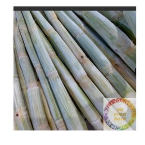 IQF อ้อยปอกเปลือกแช่แข็งคุณภาพสูงรสชาติหวานและสะอาดทางเลือกที่ดีที่สุดสำหรับการส่งออกจากเวียดนาม - Product Image 1