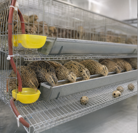 Cage à cailles avec système d'évacuation des œufs, plancher incliné, mangeoire automatique et système d'abreuvement par tétine, conception à niveaux