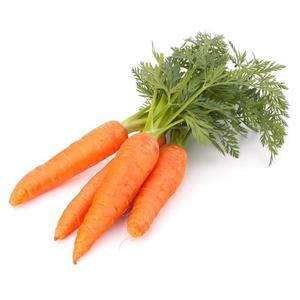 supply bulk carrot