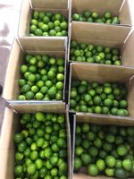 Citron vert frais sans pépins naturel de qualité supérieure du Vietnam-Normes internationales Bon pour la santé Citron Type ANNA DO