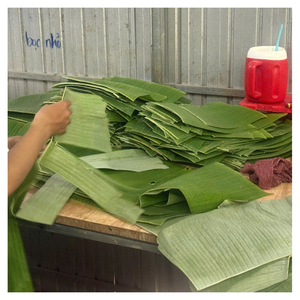 Venta al por mayor de hojas de plátano frescas para el restaurante tradicional de envolver alimentos y decoración de la Mesa - Product Image 5