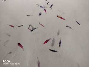 Pétales de fleurs de maréchal fait à la main, pièces, en papier, à utiliser avec des fleurs de maridal, disponible en taille 56x76 cm - Product Image 4