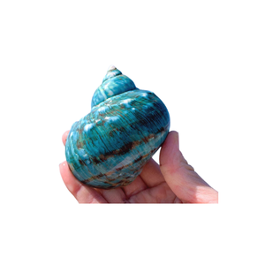 Gran oferta, carcasa Turbo de Jade con bandas de perlas pulidas para concha marina, concha de Caracol Turbo verde natural, artesanía, decoración del hogar - Product Image 3