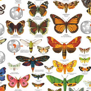 Póster de mariposas del mundo DIN A1 en alemán, hecho de papel para decoración de paredes - Product Image 2