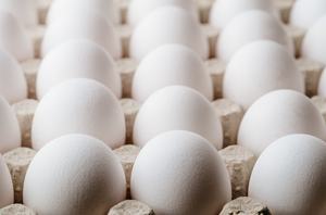 Huevos Frescos de Gallina Orgánicos Blancos y Marrones, Huevos de Mesa Premium con Alto Contenido de Proteína, Precio Competitivo de Granja en Austria, Suministro al por Mayor - Product Image 6