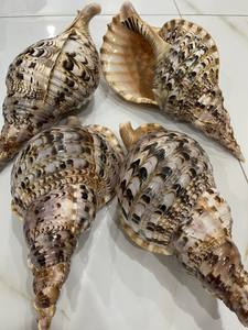 Grande Triton Shell Trompette Coquillage Finition Naturelle Idéal pour l'Aquarium Affichage Thème Nautique Décoration de La Maison - Product Image 6