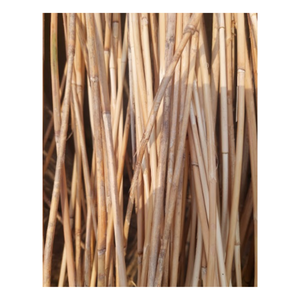 แกนหวายขัดแบบยั่งยืนข้อมูลทองคำ99ชิ้นในเวียดนาม - Product Image 4