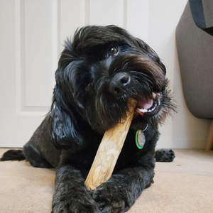 GEM COFFEE <b>WOOD</b> CHEW FOR DOG HIGH QUALITY - Product Image 4