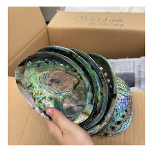 Authentic Vietnam <b>Abalone</b> <b>Shell</b> with Natural Colors, Shiny <b>Abalone</b> <b>Shell</b> Wholesale Export for Jewelry and Creative Decoration - Product Image 3