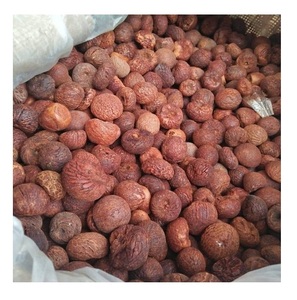 Stock en gros disponible de noix de bétel séchées à prix de gros - Product Image 4