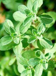 น้ำมันหอมระเหยมาจอแรมบริสุทธิ์ผลิตภัณฑ์ทางการเกษตรแบบพรีเมี่ยม - Product Image 4