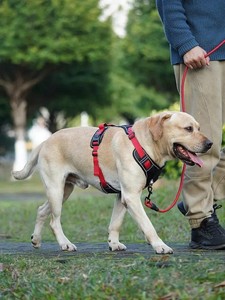 Collar Ajustable, Suave y Cómodo para Perros Pequeños y Grandes, Material de Poliéster y Nailon, Diseño Simple, Moderno y Clásico, Proveedor Vietnamita - Product Image 6