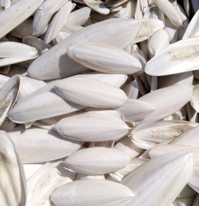 วัสดุเปลือกปลาหมึกแห้งคุณภาพดีจากเวียดนาม เหมาะสำหรับงานขัดเงา การขึ้นรูปด้วยศิลปะ และการผลิตในสตูดิโอหัตถกรรม - Product Image 4