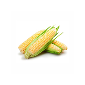 Maíz de maíz seco amarillo para alimentación animal y avícola Grano nutritivo esencial para aves y ganado saludables - Product Image 5