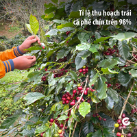 Café vietnamien traditionnel Robusta Buon Me Thuot Grains Processus miel Qualité supérieure Longue durée de conservation
