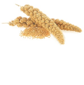 Top Price Pure Natural Non-Glutinous Additive-free Yellow <b>Millet</b> From Thailand - Product Image 1