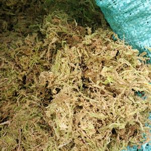 VENTA ENTERA SECO SPHAGNUM BOSQUE MUSGO SECO PARA ENCHAPAR ÁRBOL MANTENER LA HUMEDAD DE LA PROVINCIA DE CAO BANG VIETNAM - Product Image 3
