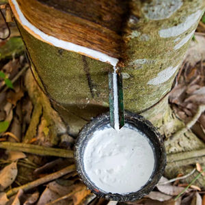 Proveedor de Látex de Caucho Natural de Alta Calidad y Grumos de Látex para Compradores al por Mayor - Product Image 1